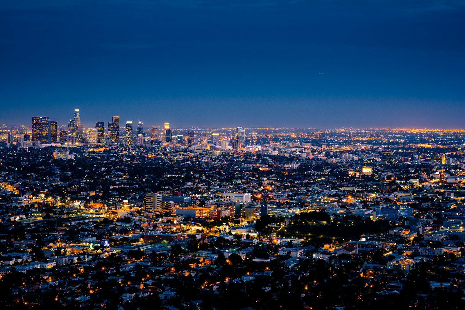 Los Angeles palms
